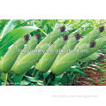 High Yield Chinese Hybrid Open Pollinated Corn Seed For Planting